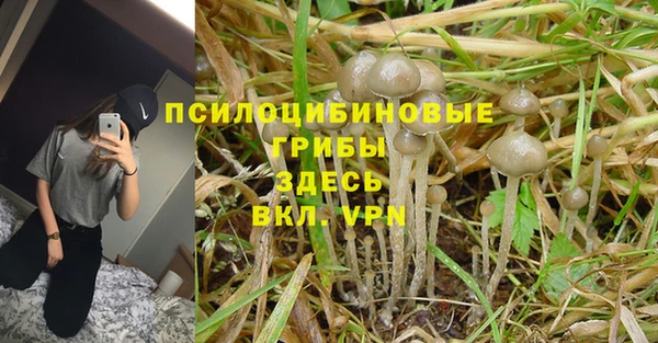 ПСИЛОЦИБИНОВЫЕ ГРИБЫ Гусиноозёрск